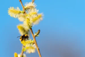 Antihistaminicos-naturales
